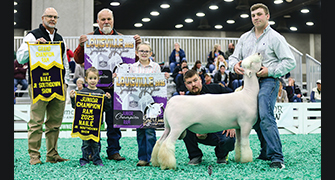 2025 NAILE Southdown Junior Show